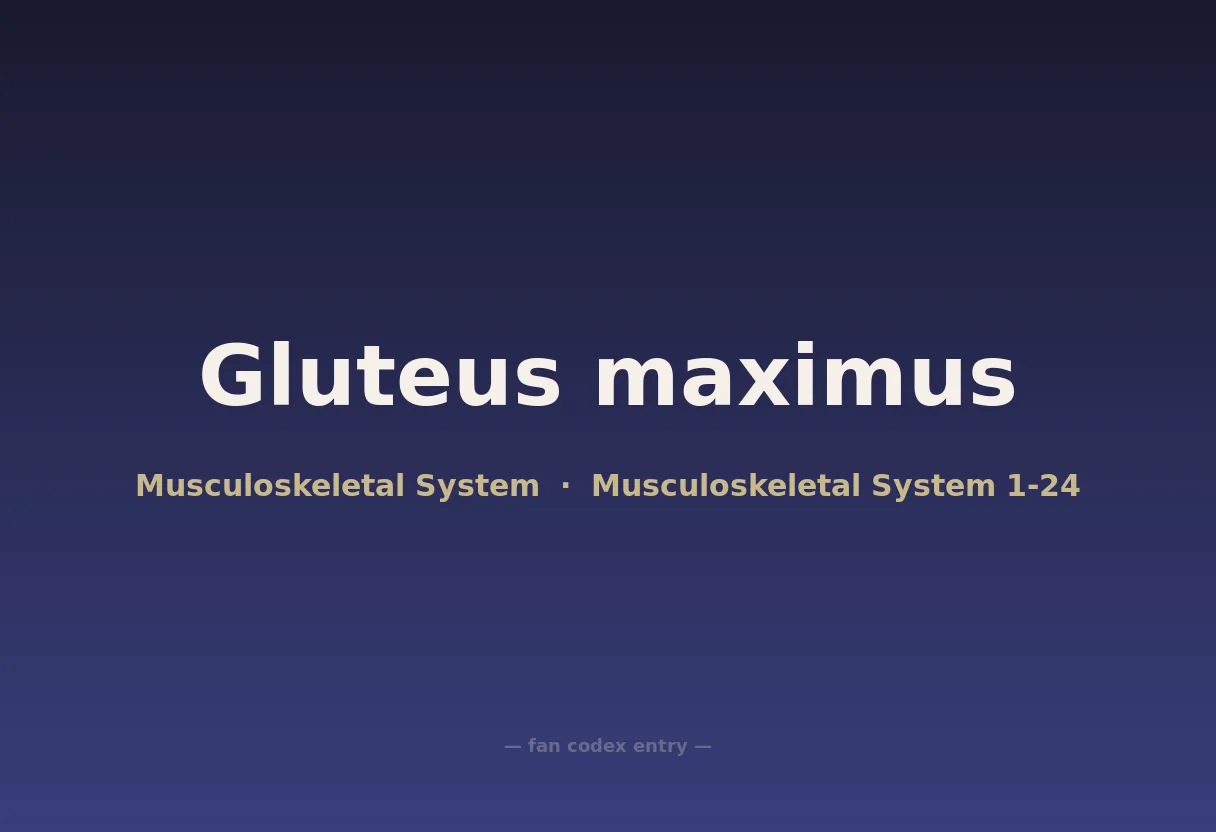 Gluteus maximus