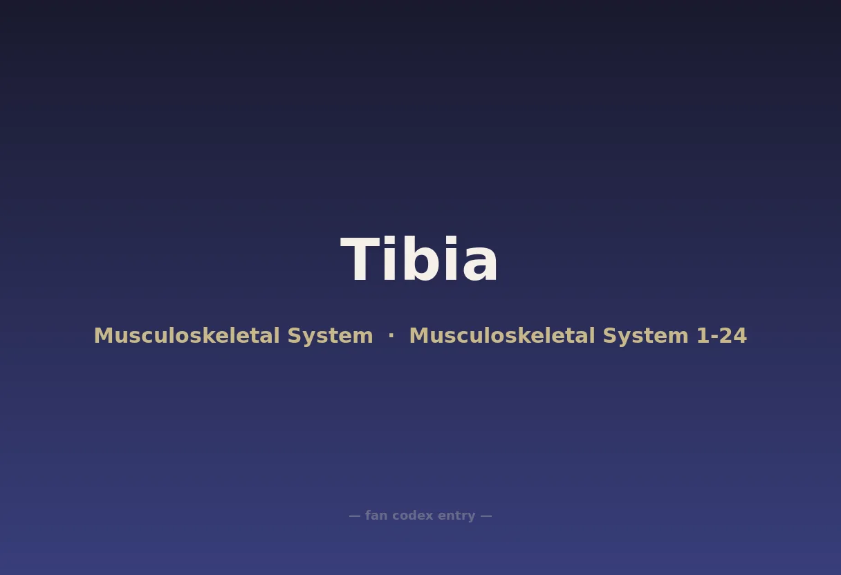Tibia